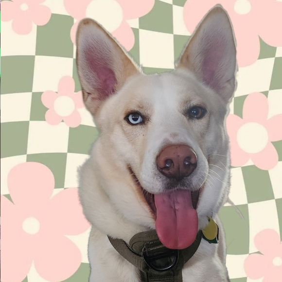 Meet your Posher, Dani! - Picture 4 of 9